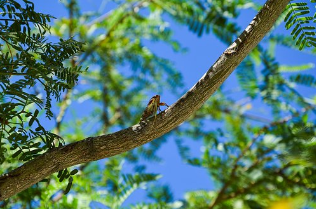 Screen Shot 2017-05-27 at 15.51.07